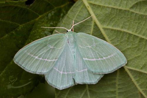 Hemistola chrysoprasaria